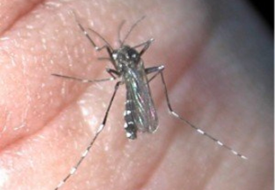 Main 10 dengue